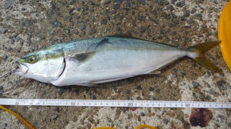 ハマチと呼ばせて！！