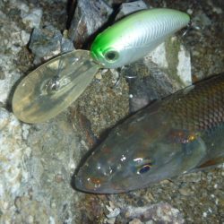 ナマズ狙いだったが