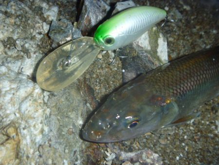 ナマズ狙いだったが