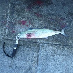 フォール中にサゴシ♪