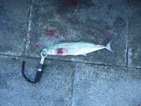 フォール中にサゴシ♪