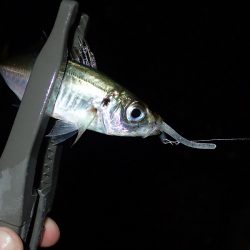 予報はずれて爆風でした・・・。