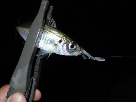 予報はずれて爆風でした・・・。