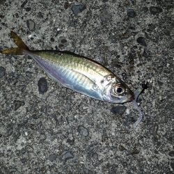 またまたアジング！　小アジが増えたかな？