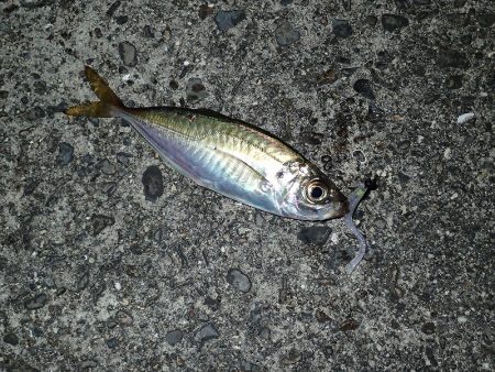 またまたアジング！　小アジが増えたかな？