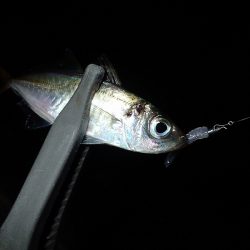 無風のち爆風のアジング