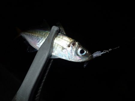 無風のち爆風のアジング