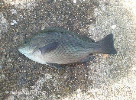 サヨリ入れ食い