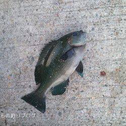 ダンゴ釣りで秋の五目釣り