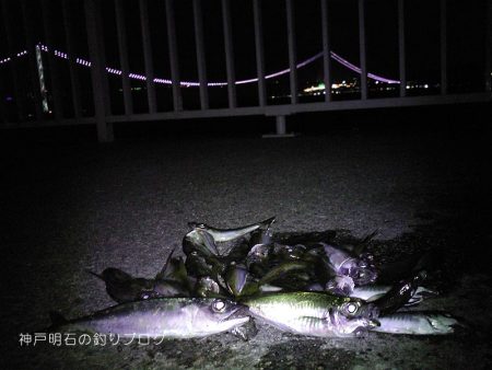 晩のおかず釣り