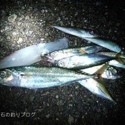泳がせ釣り、太刀魚の気配