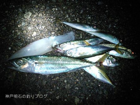 泳がせ釣り、太刀魚の気配