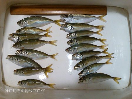 ファミリーフィッシング＆泳がせのイカ狙い