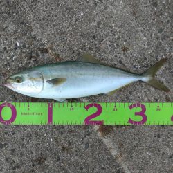 外道の方が高級魚