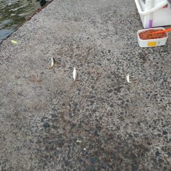 食コンサビキは5時から入れ食い