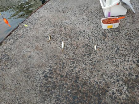 食コンサビキは5時から入れ食い