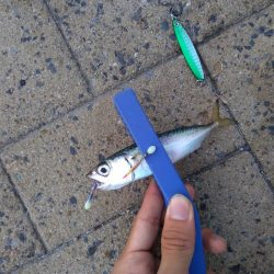 ダイソーショアジギング