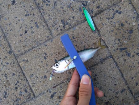 ダイソーショアジギング