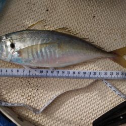 2019年7月末台風のリベンジ