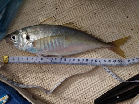 2019年7月末台風のリベンジ