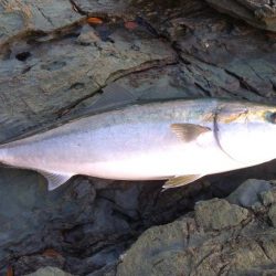 ヤズのちハマチ