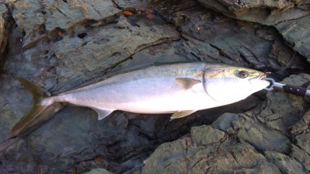 ヤズのちハマチ