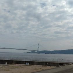 大蔵海岸　青物調査