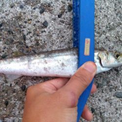 台風後の海は？