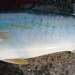 大フィーバー！