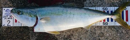 大フィーバー！