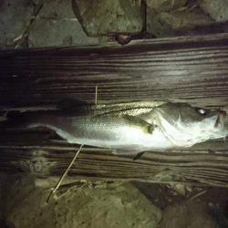 シーバス活性高め