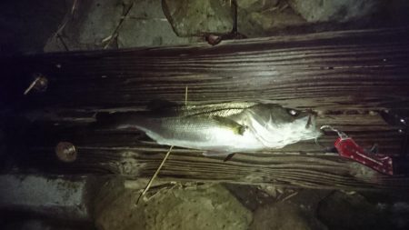 シーバス活性高め