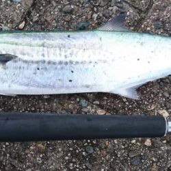 タチウオサゴシシイラ