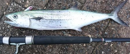 タチウオサゴシシイラ