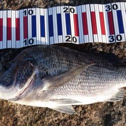 夕方チヌトップ