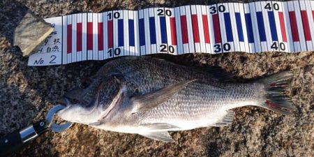 夕方チヌトップ