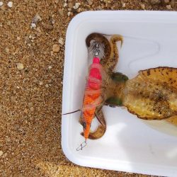 8時から1時間釣行