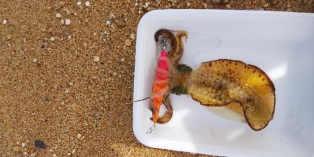 8時から1時間釣行