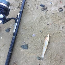 猛暑のキス釣り