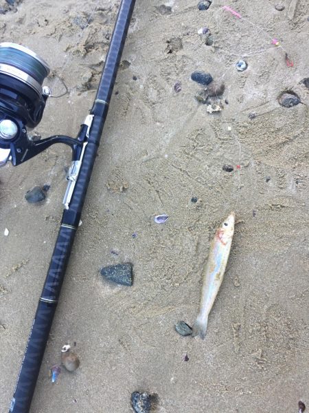 猛暑のキス釣り