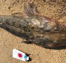 マゴチ・サゴシ