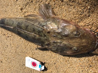 マゴチ・サゴシ