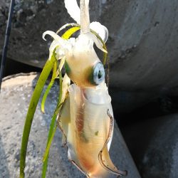 アオリイカ探しに