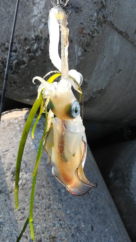 アオリイカ探しに