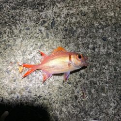 エギングとアジング