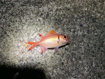 エギングとアジング