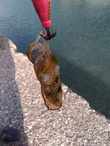 デイエギング　5杯