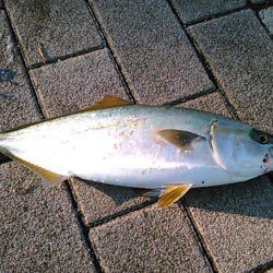 タチウオは不発もサゴシと巨大ツバスをゲット…