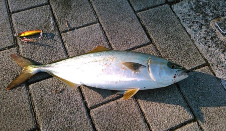 タチウオは不発もサゴシと巨大ツバスをゲット…