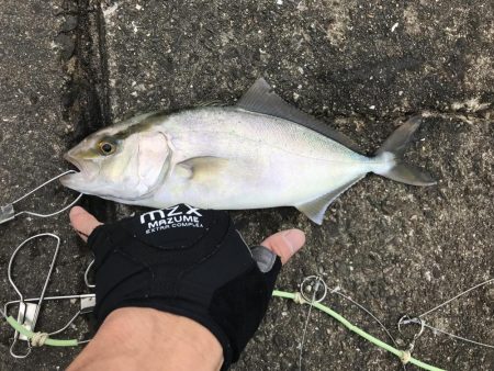 エギングタックルをブチ曲げて青物ゲット